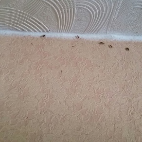 Выведение тараканов в квартире цена Новосибирск