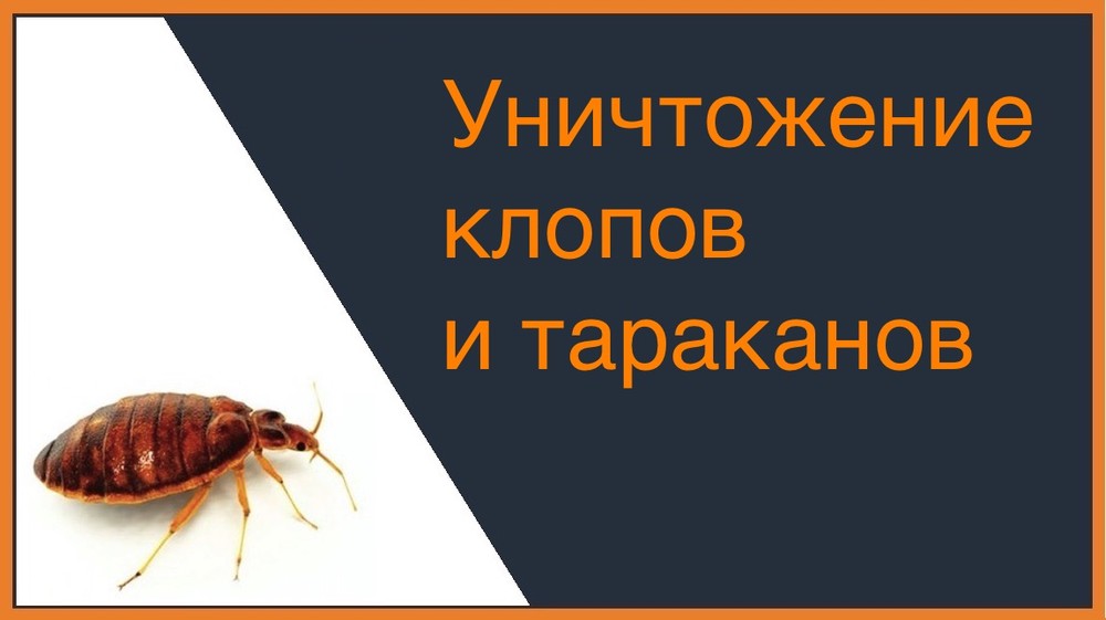 Уничтожение клопов и тараканов в Новосибирске
