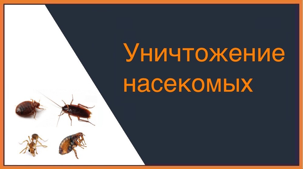 Уничтожение насекомых в Новосибирске