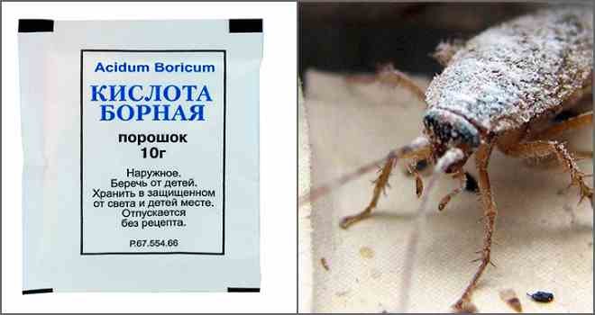 Борная кислота от тараканов – отзывы в Новосибирске