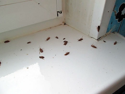Дезинфекция от тараканов в Новосибирске – цены