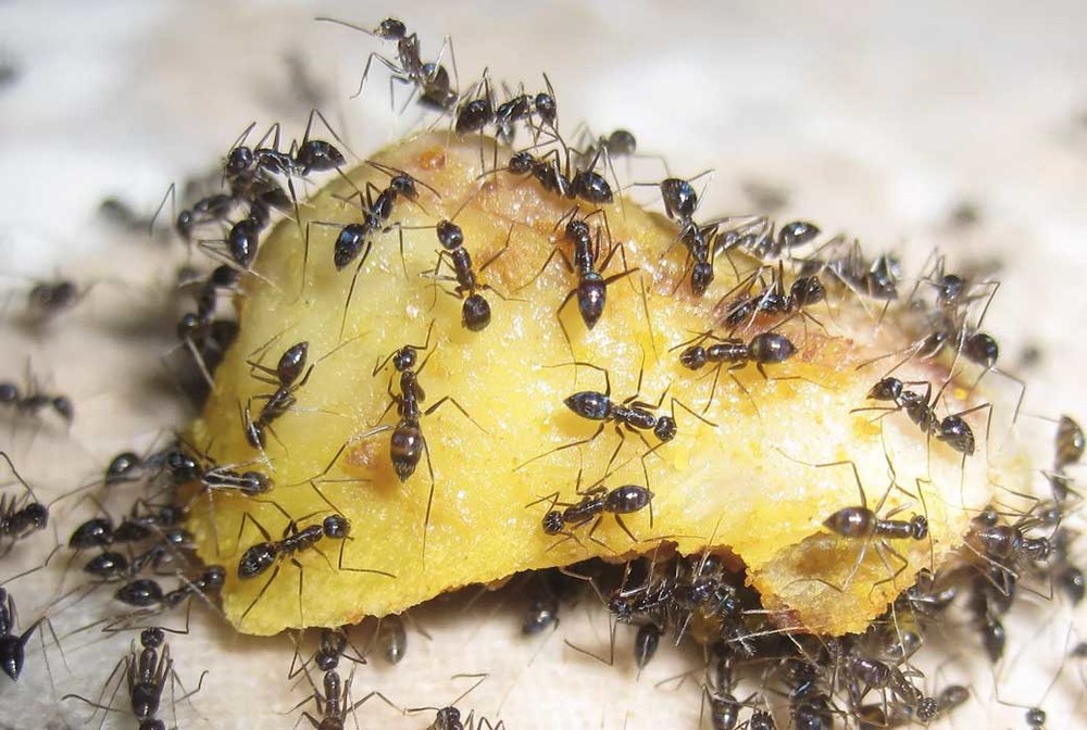 Уничтожение муравьев в квартире в Новосибирске