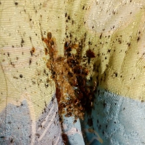 Уничтожение насекомых в Новосибирске (гостинка)