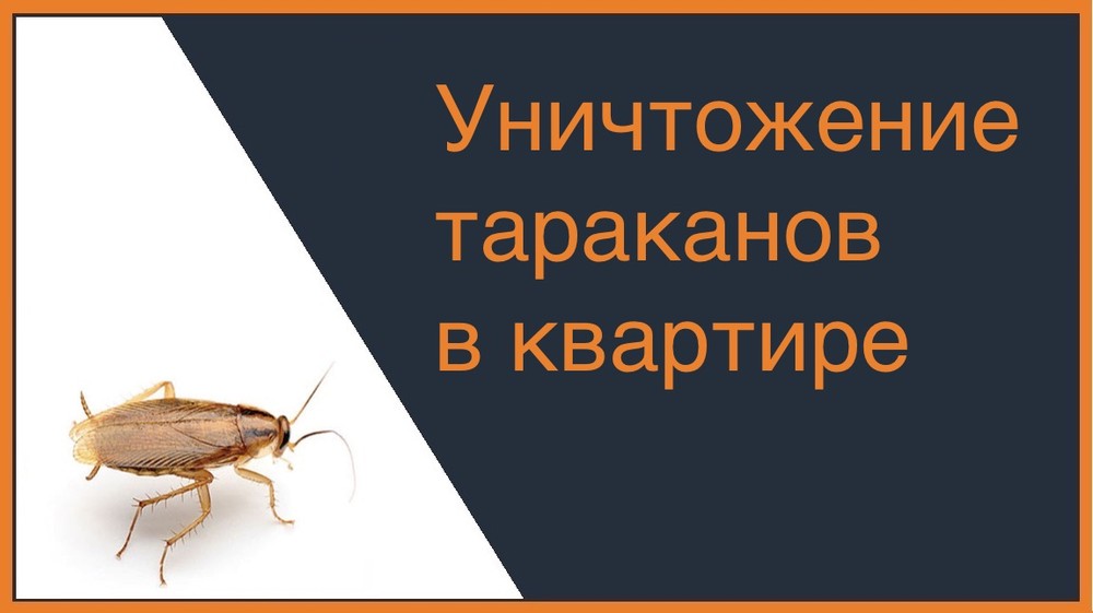 Уничтожение тараканов в квартире в Новосибирске