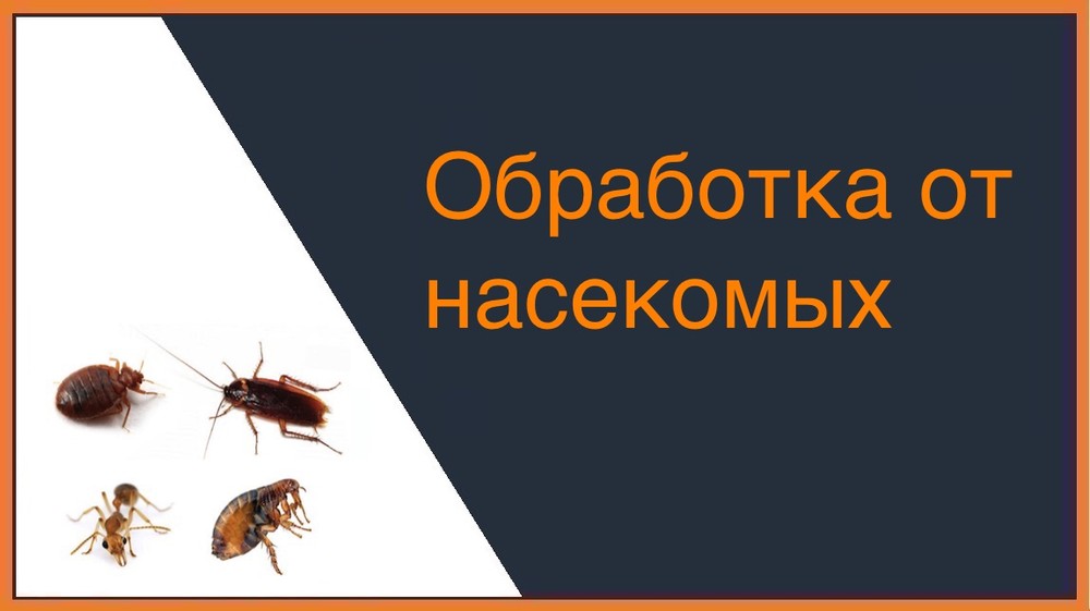 Обработка от насекомых в Новосибирске