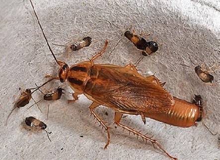 Чем травят тараканов дезинфекторы?
