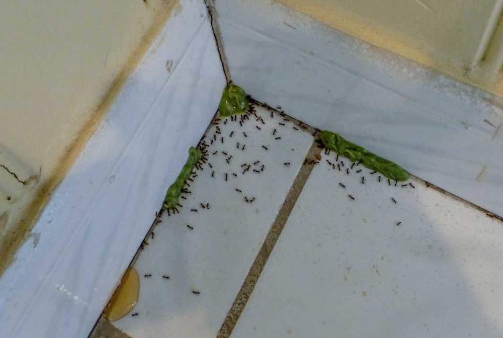 Обработка от муравьев в Новосибирске