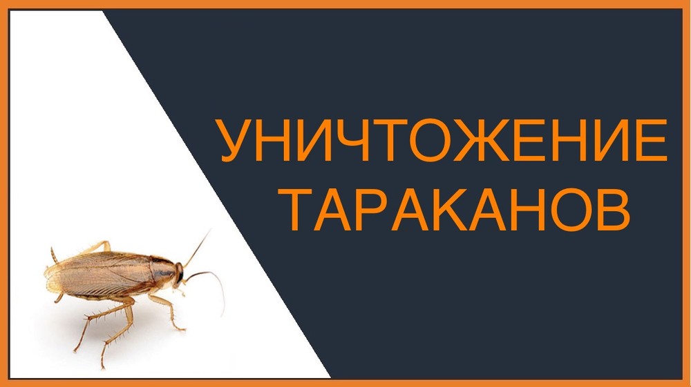 Уничтожение тараканов в Новосибирске